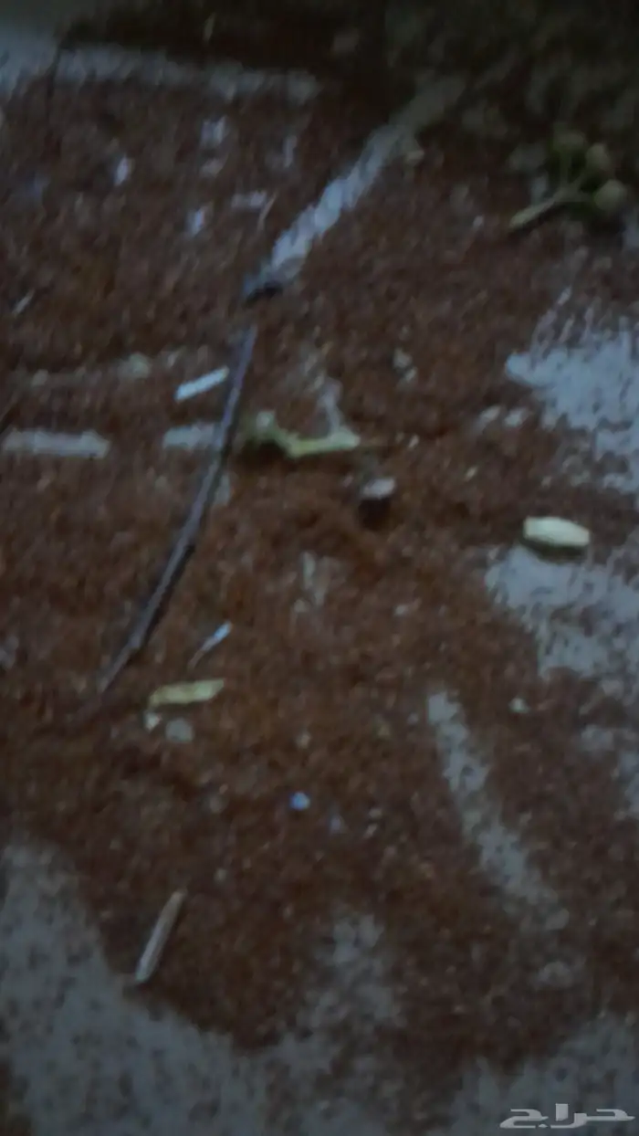 بذور جازورين وكافور 1