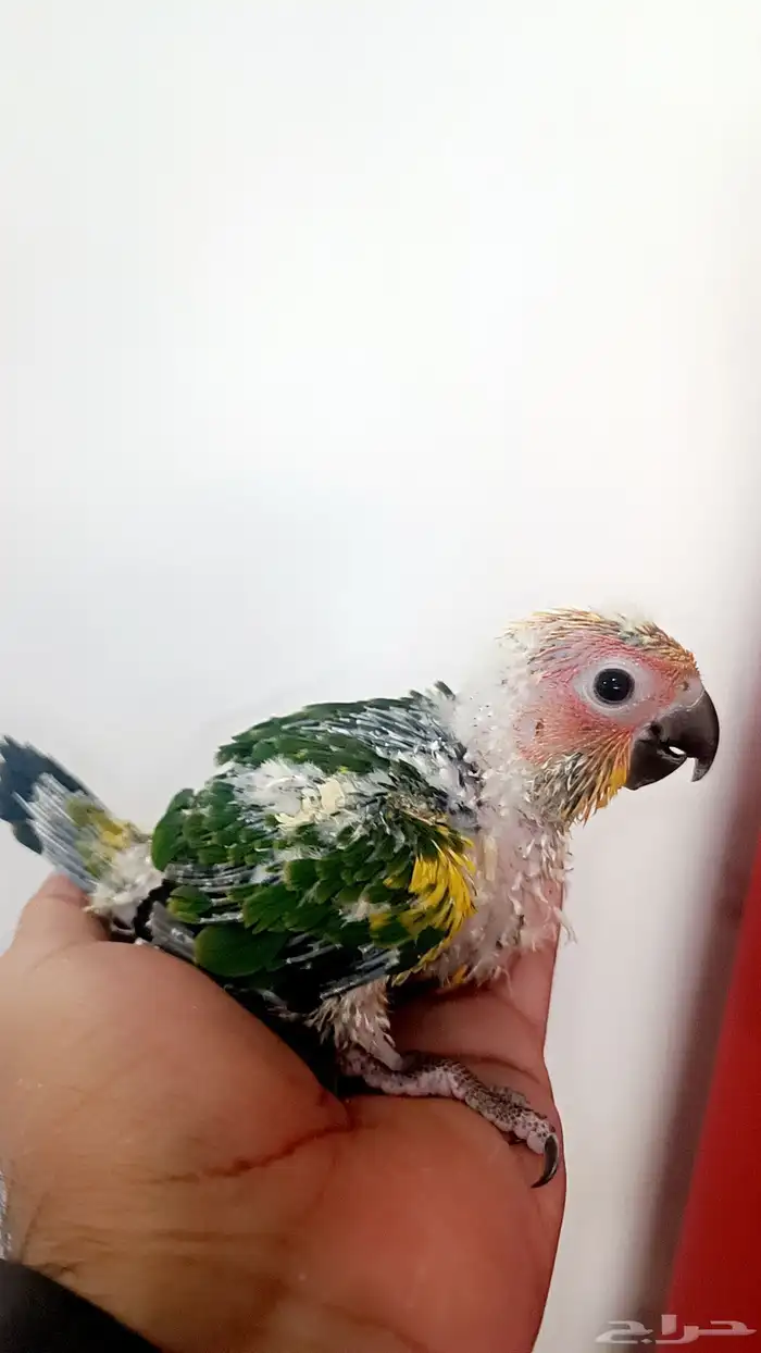 فرخ صن كنيور ( شمسي ) 2