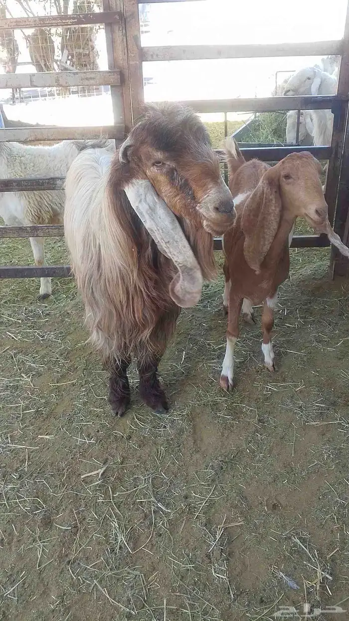 الفحل المصري بالجفرة المصريه للبيع 6