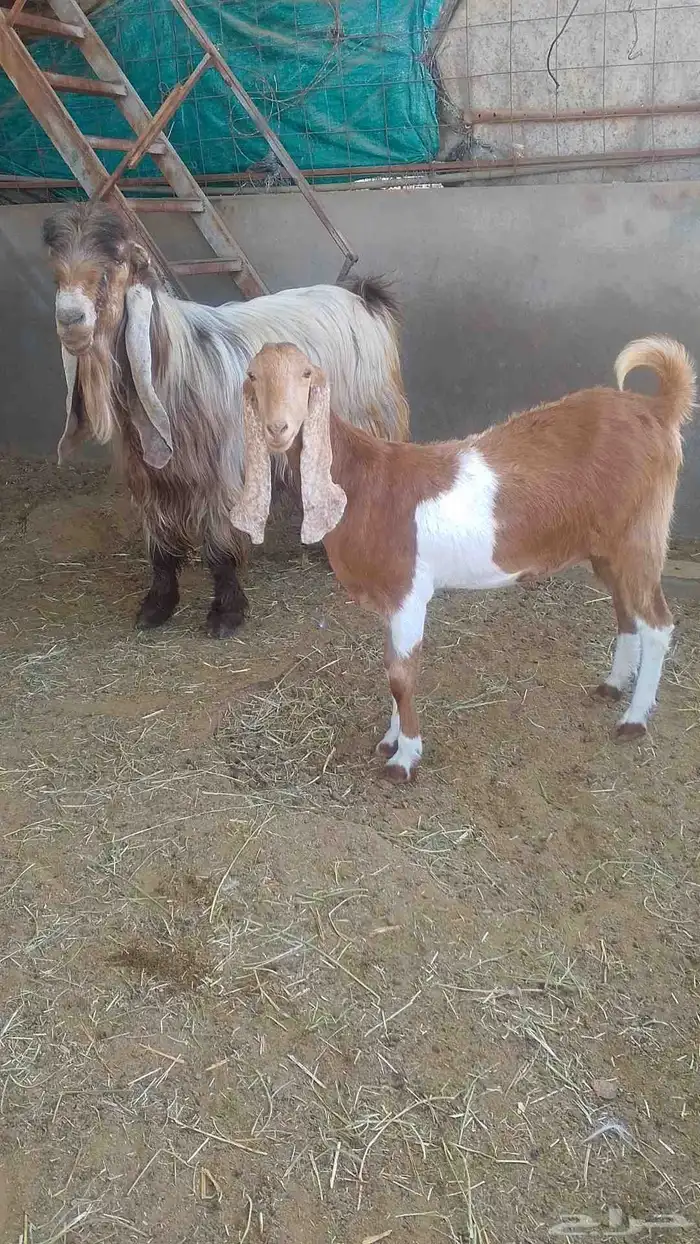 الفحل المصري بالجفرة المصريه للبيع 4