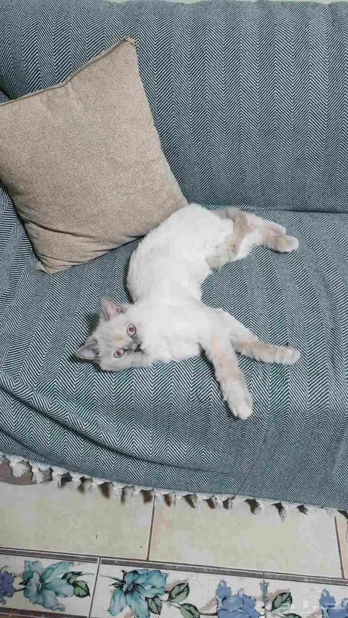 قطه هملايا بلو أنثى للتبني العاجل 0