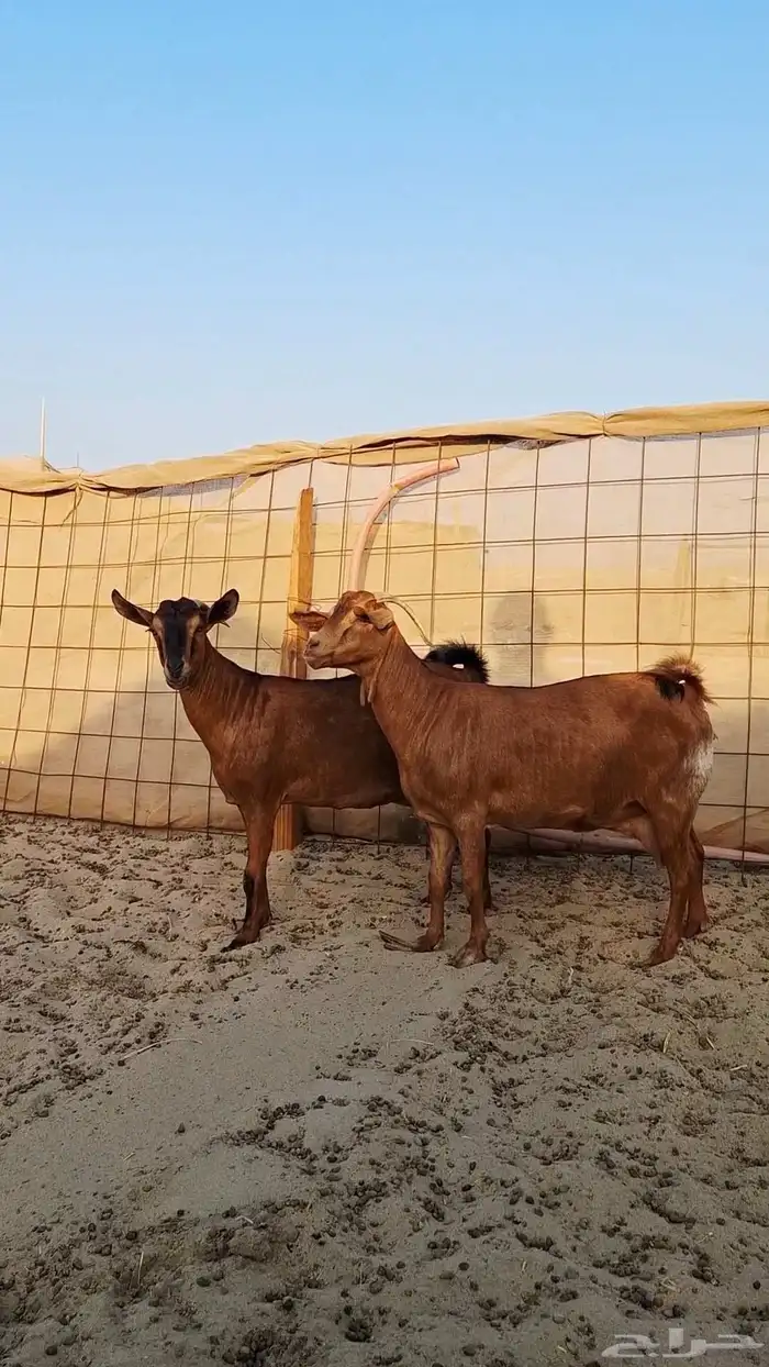 معزاء محايليات 1