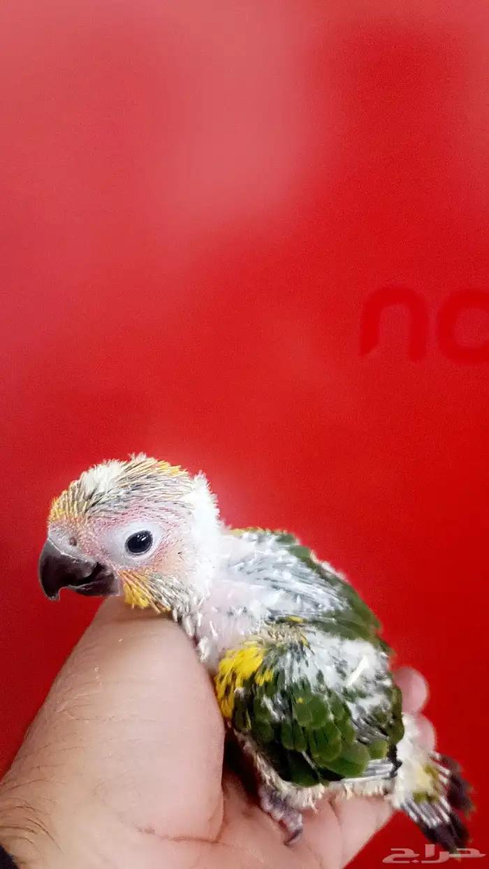 فرخ صن كنيور ( شمسي ) 4