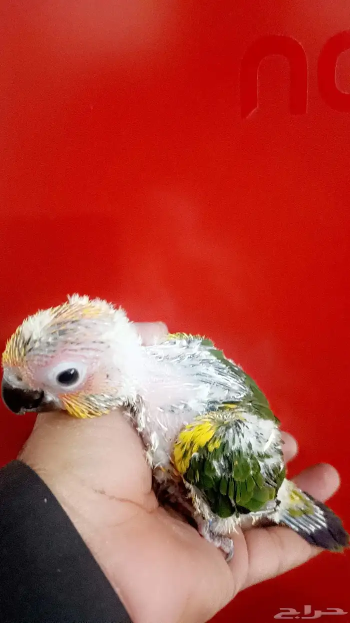 فرخ صن كنيور ( شمسي ) 6