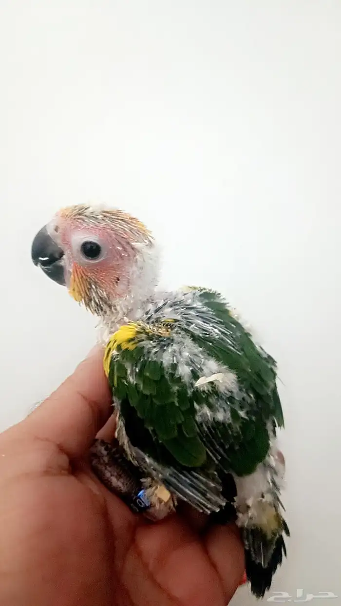 فرخ صن كنيور ( شمسي ) 5