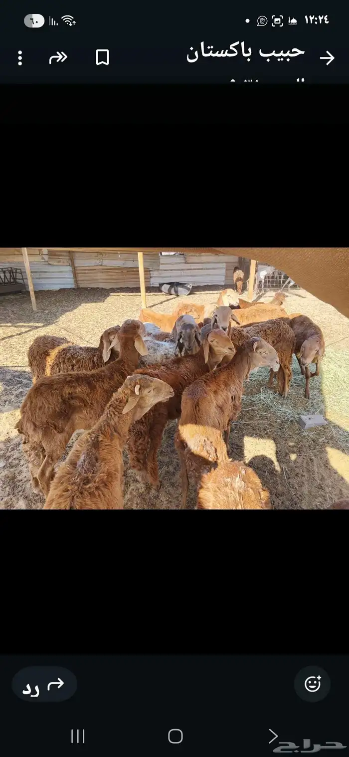 جذعان سواكني للبيع الدمام قريب سوق اىغنم 1