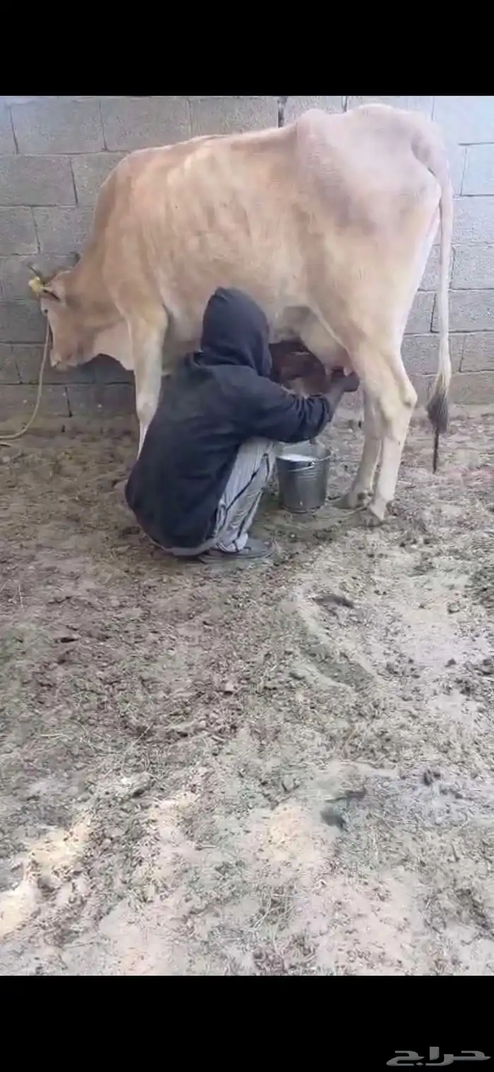 خلفه بقره جيرسي ثنو كفو منيحه البيت 3