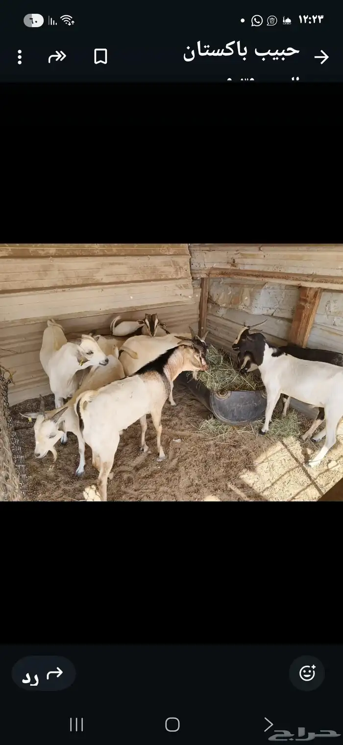 تيوس برابره مرابي اكثر من ثلاثه اشهور للبيع فل الدنام قريب س 2