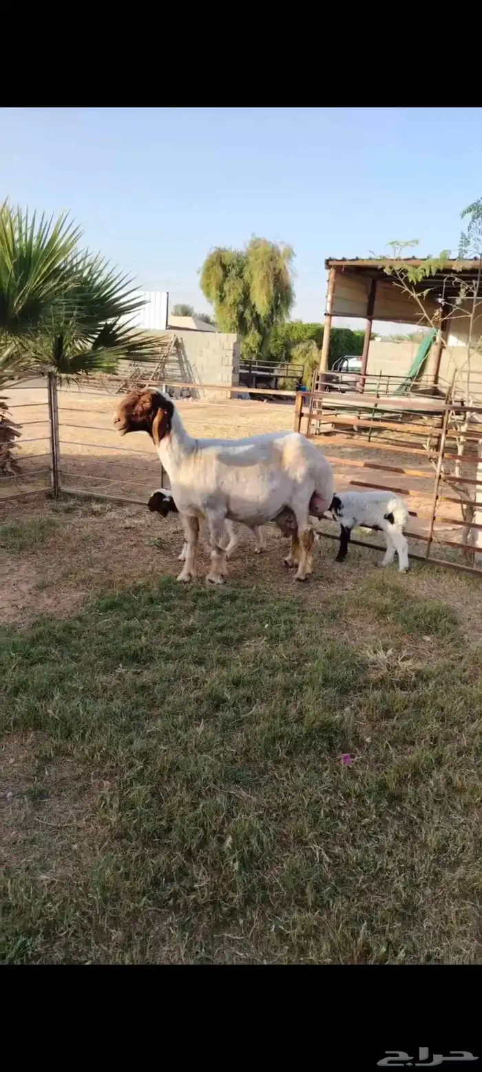 شاه رغوث نعيميه متاومه صنف جرم فاخر 2