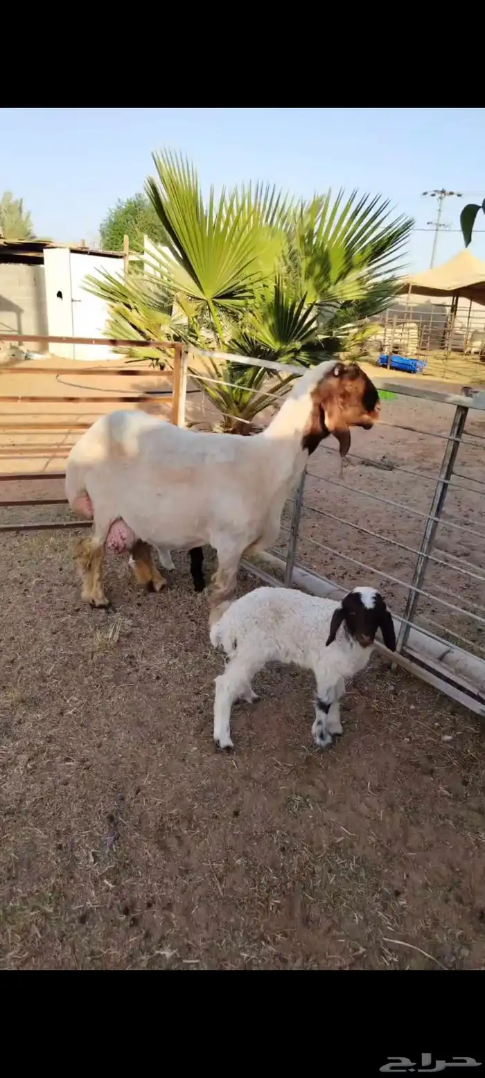 شاه رغوث نعيميه متاومه صنف جرم فاخر 1