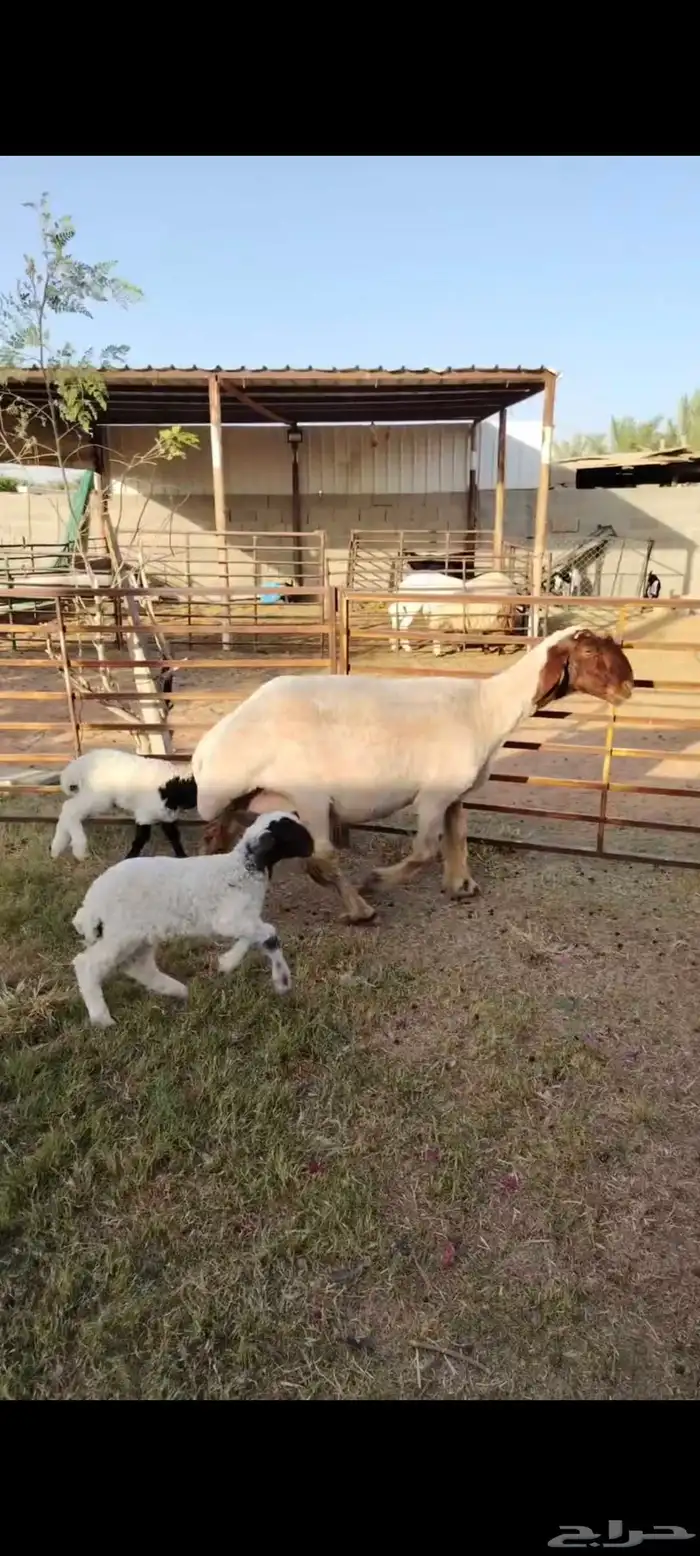 شاه رغوث نعيميه متاومه صنف جرم فاخر 0