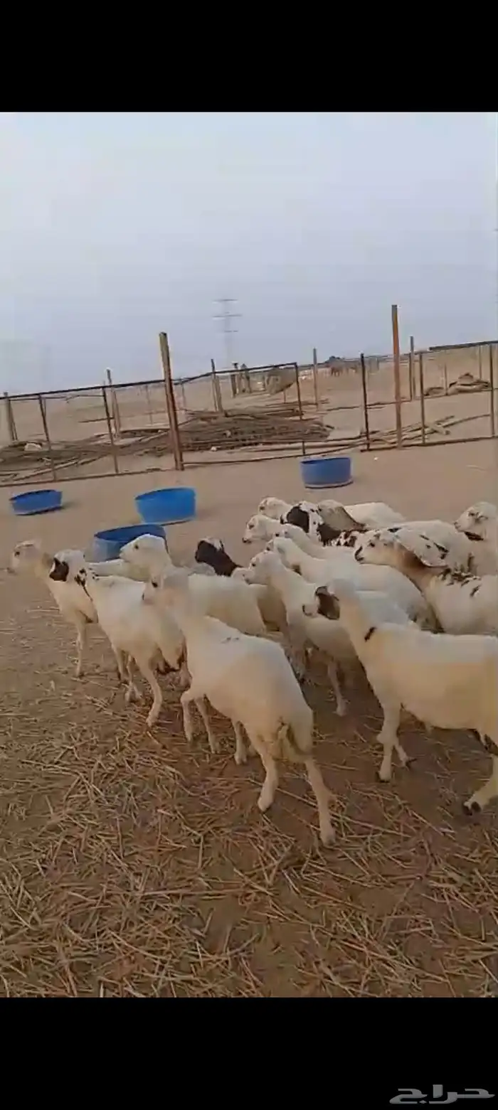 عشرين رخال رفيديه دفيع 4