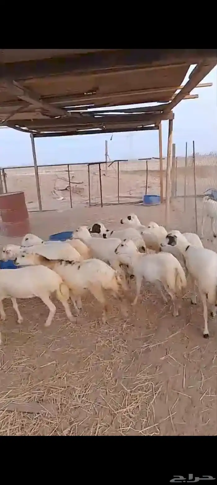 عشرين رخال رفيديه دفيع 1