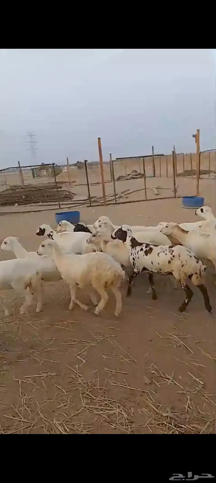 عشرين رخال رفيديه دفيع 5