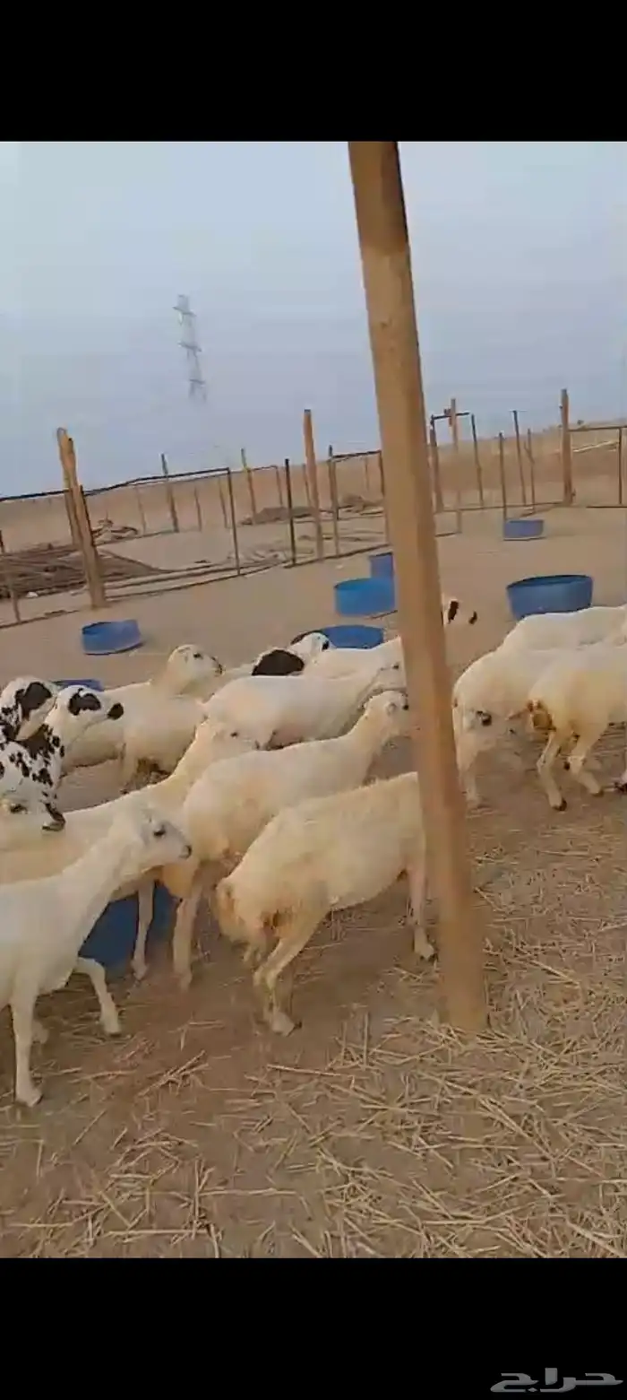 عشرين رخال رفيديه دفيع 0