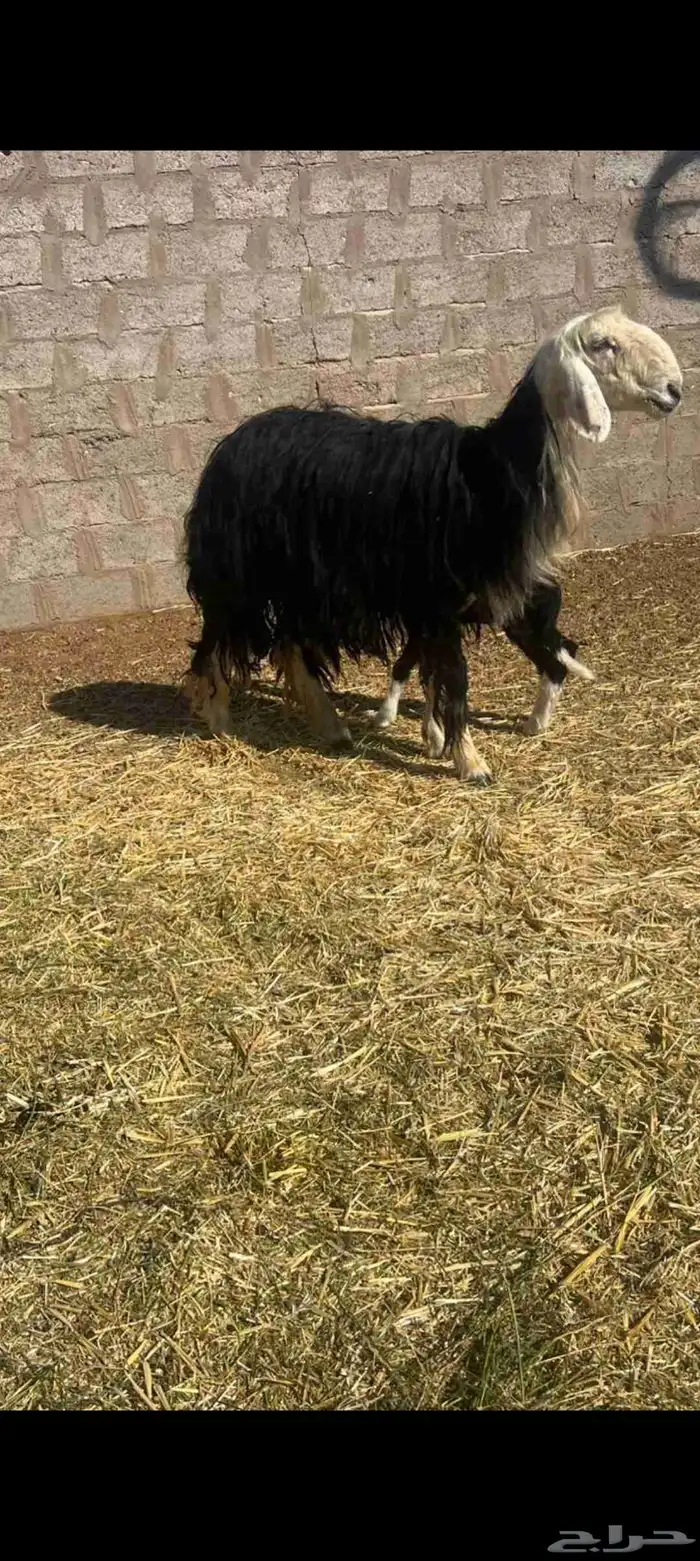 نعجه نجديه ولد تحته رخل 0