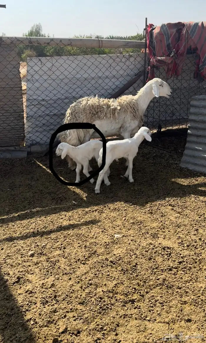 حريه متاوم تحتهت خروفين 2