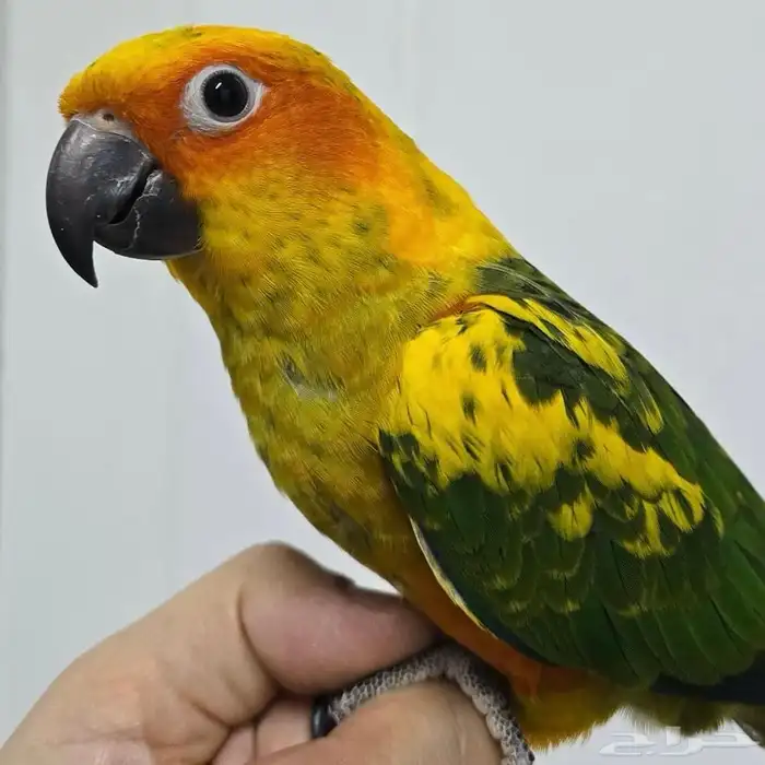 ببغاء صن كنيور أليف جدا ولعوب 1