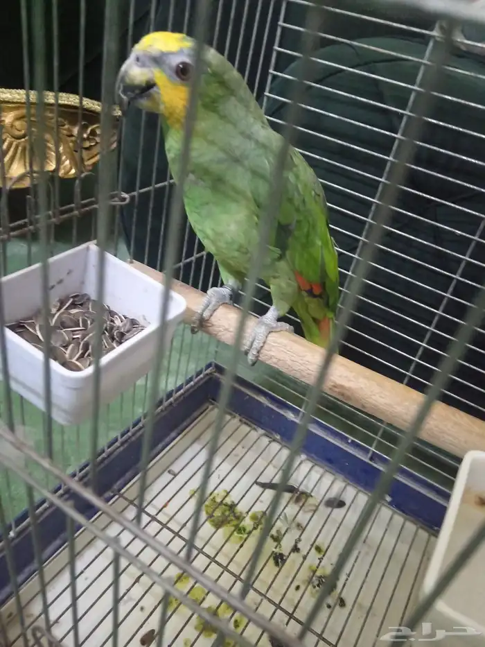 السلام عليكم اعرض لكم طير امزوان ارنج 1