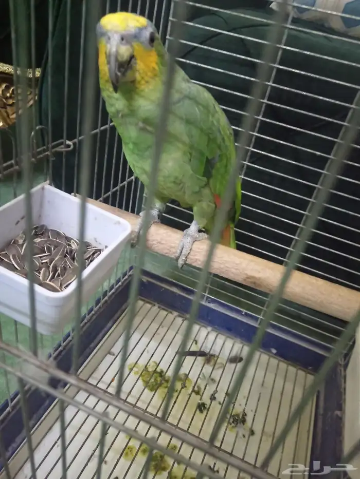 السلام عليكم اعرض لكم طير امزوان ارنج 2