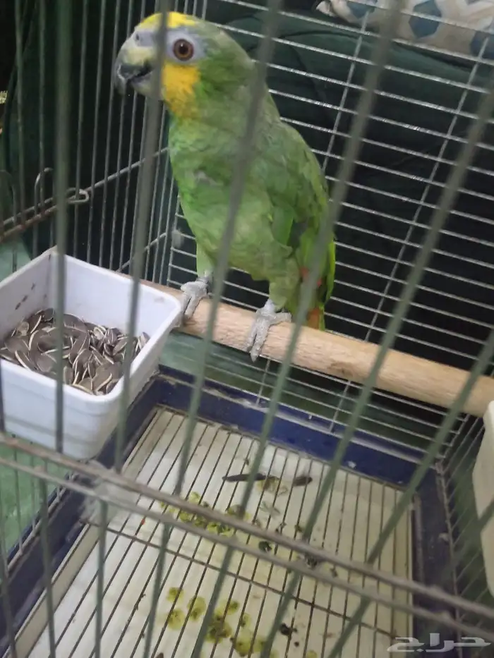 السلام عليكم اعرض لكم طير امزوان ارنج 0