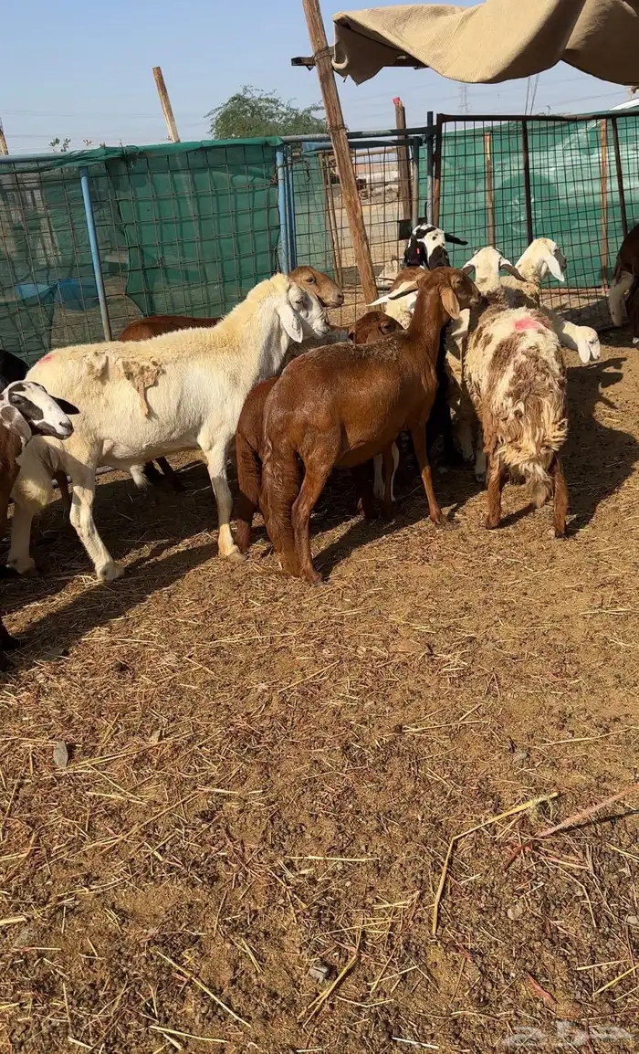 رخال دفيع ومواليد مع الفحل مراح طيب 0