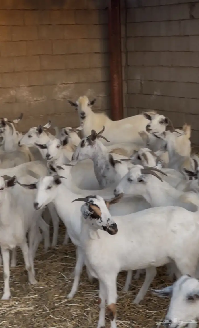 معزى بيشيات شبب بالفحل للبيع التواصل واتساب 14