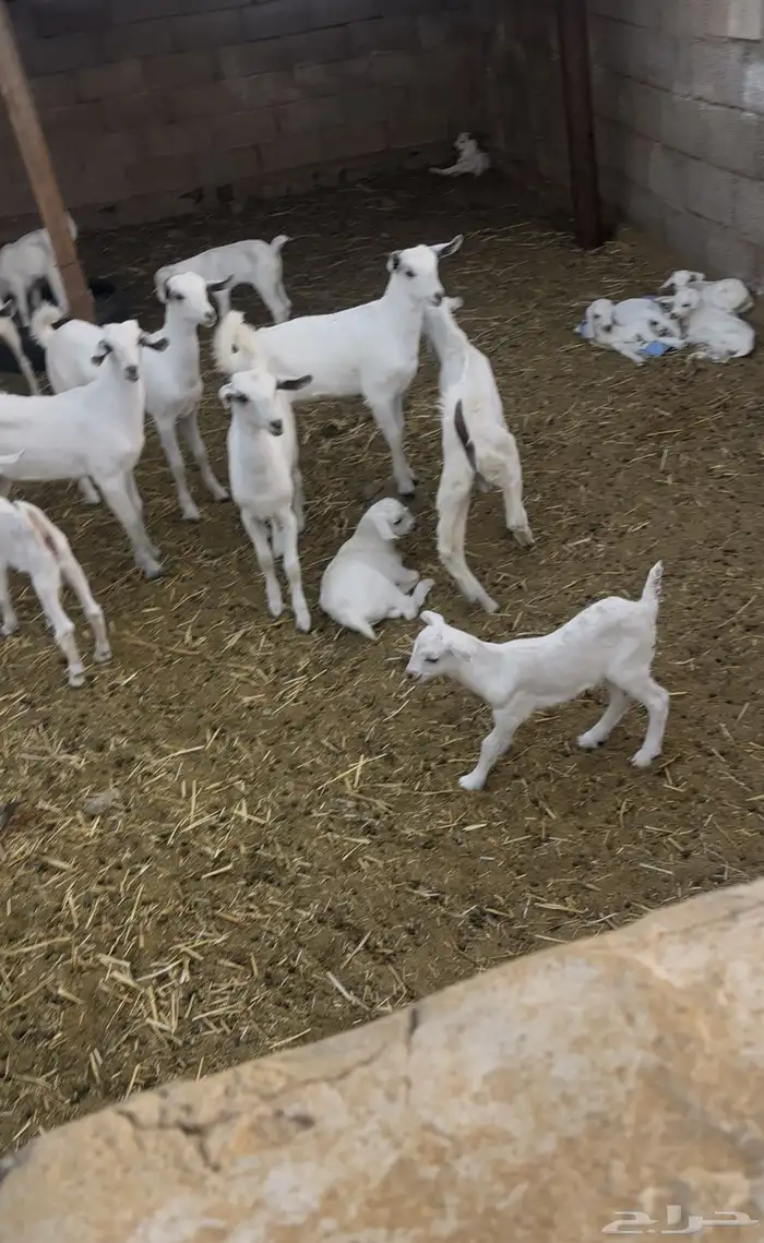 معزى بيشيات شبب بالفحل للبيع التواصل واتساب 13