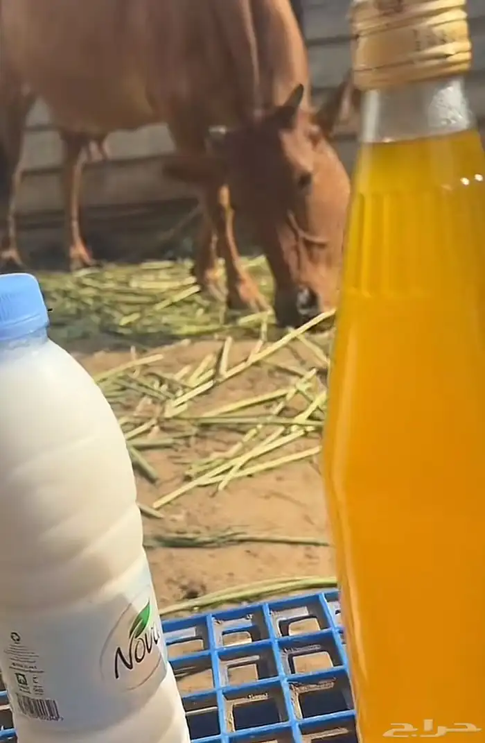 سمن بقري مع الخلاصه والحقنه إذا منسبك نرجع لك فلوس 0