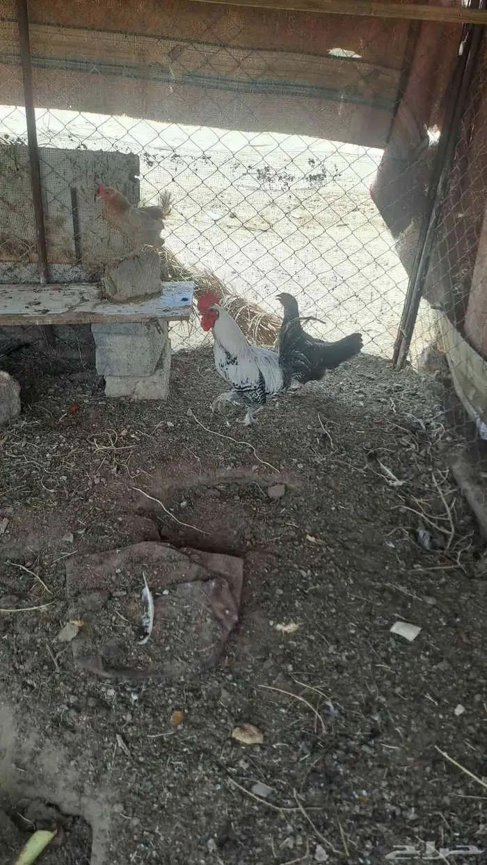 الدجاج للبيع 3دجاجت وديك 0