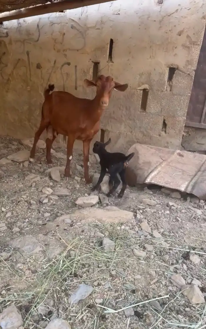 غنز والد تحتها انثي 1