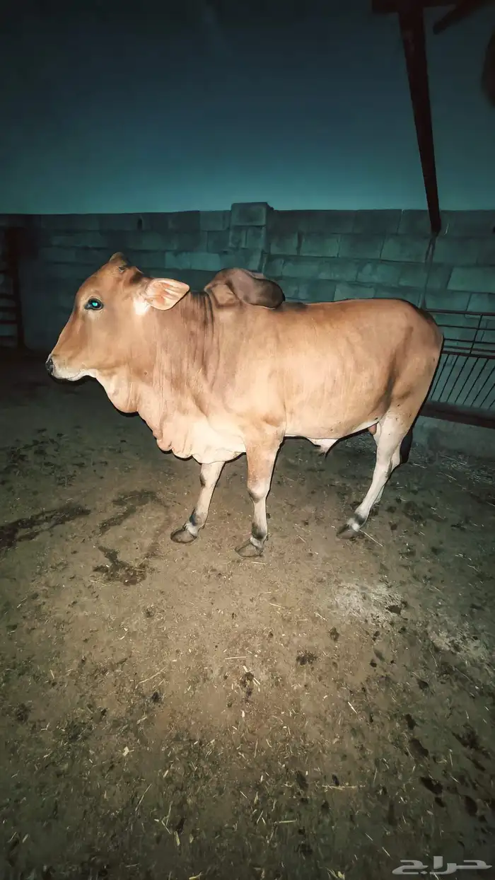 حسيل بلدي العارضه 1