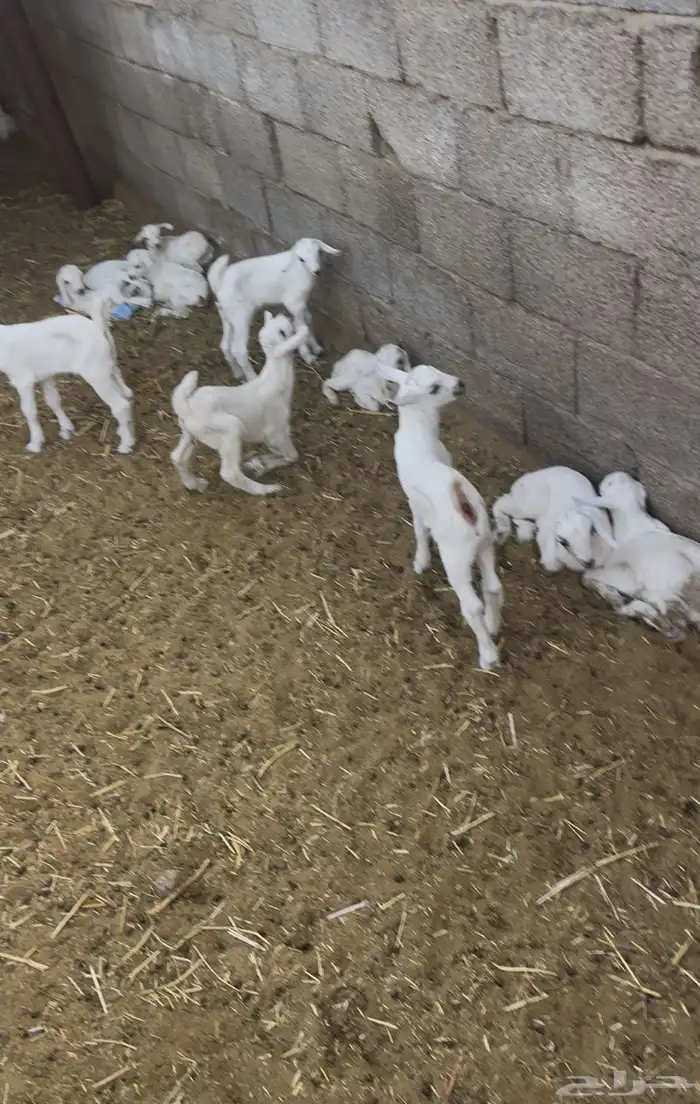 معزى بيشيات شبب بالفحل للبيع التواصل واتساب 12