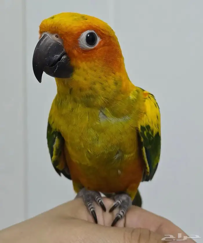 ببغاء صن كنيور أليف جدا ولعوب 0