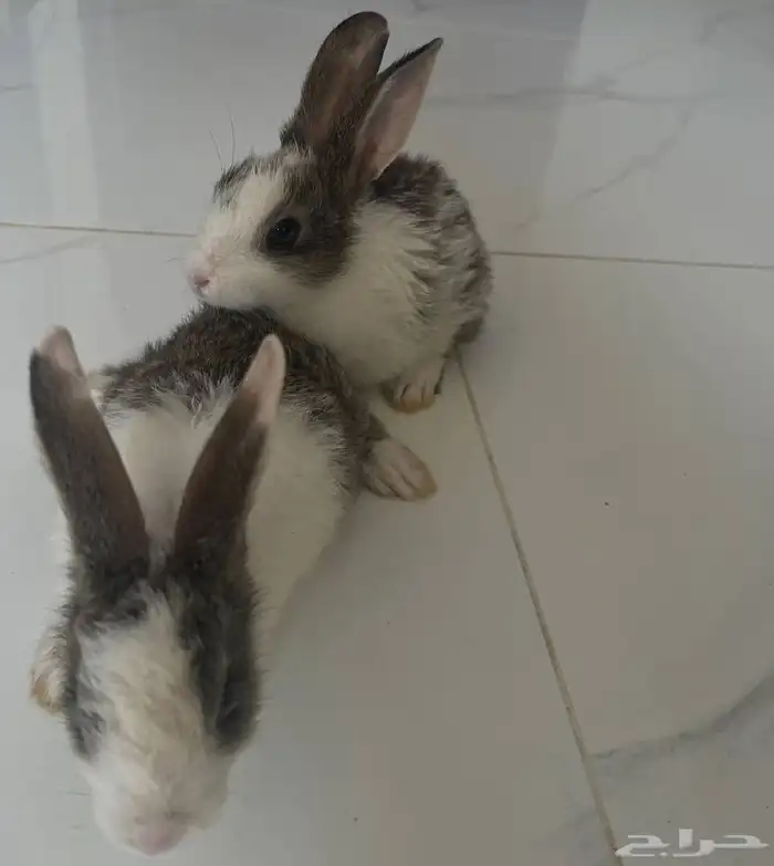 اثنين أرانب ب ألوان بقري نادر ب100 3