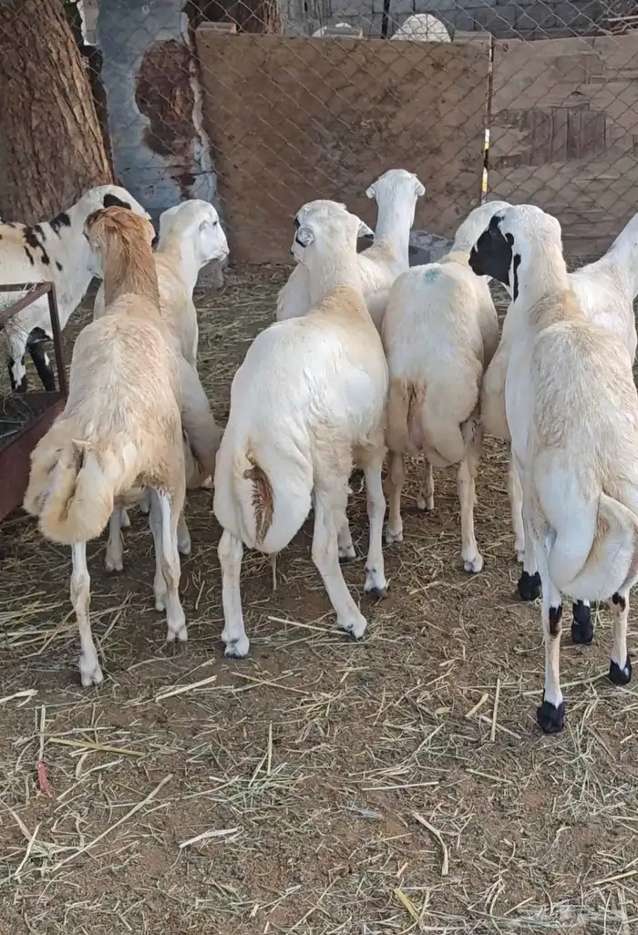 خرفان ذبايح بلدي نظيفة مخاصي وغير مخاصي 1