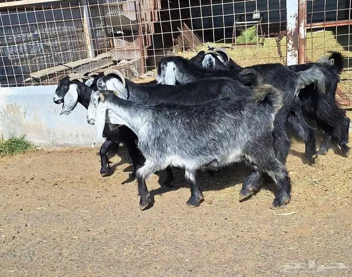 عوارض منايح شرط الدفيع علي السونار العدد 8 للقناي 9