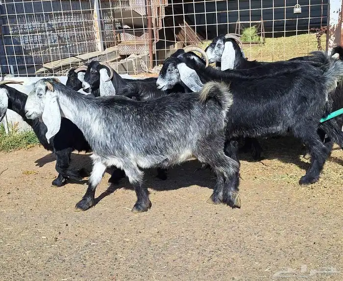 عوارض منايح شرط الدفيع علي السونار العدد 8 للقناي 21