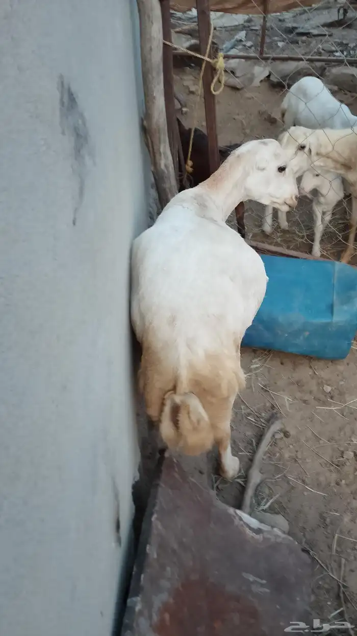 نجعه قروب واعلم عند الله الموقع العيدابي 2