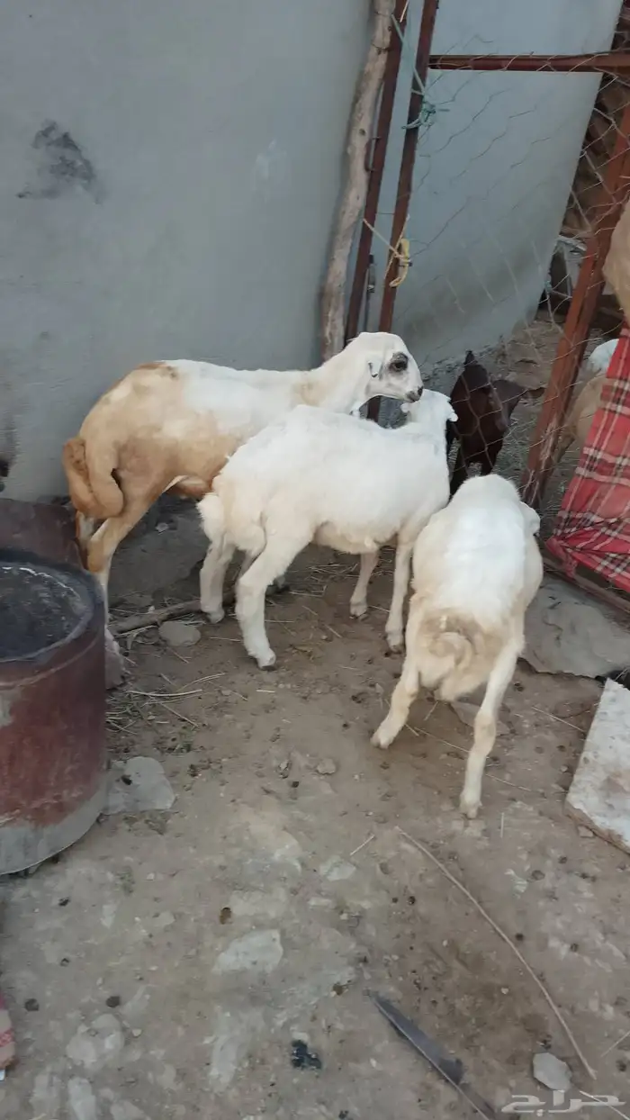 3فران العمر تقريب من 5ش الحد 2000نهي الموقع العيدابي 0