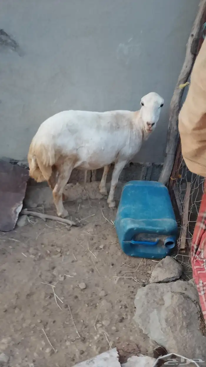 نجعه قروب واعلم عند الله الموقع العيدابي 3