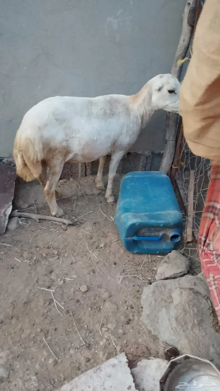 نجعه قروب واعلم عند الله الموقع العيدابي 1