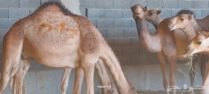 لبيع حشوان مرابي شرط 0