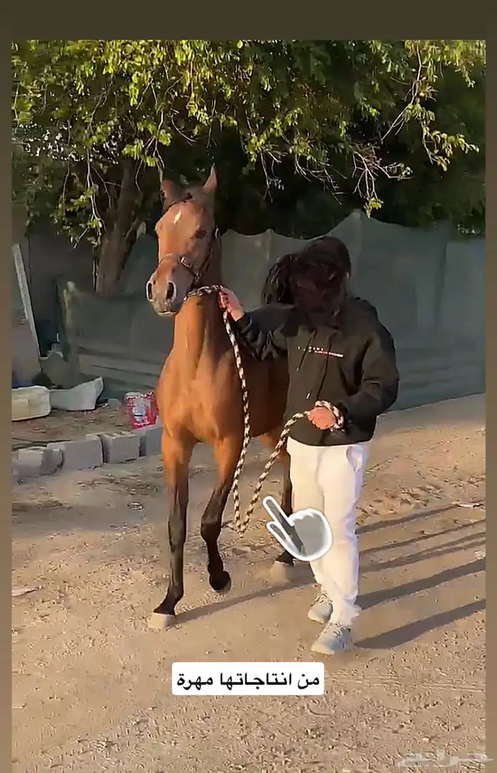 فرس واهو شيخة اصيلة منتجة وحامل (بيع مستعجل) 7