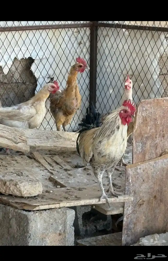 دجاج بياض للبيع مع ديك 2