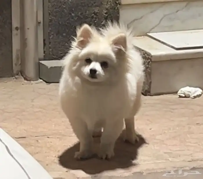 للبيع كلب بومرينيان 1