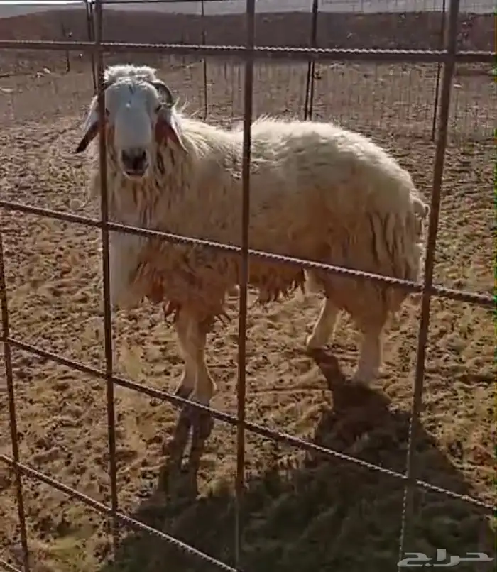 فحل حري مشروط 1