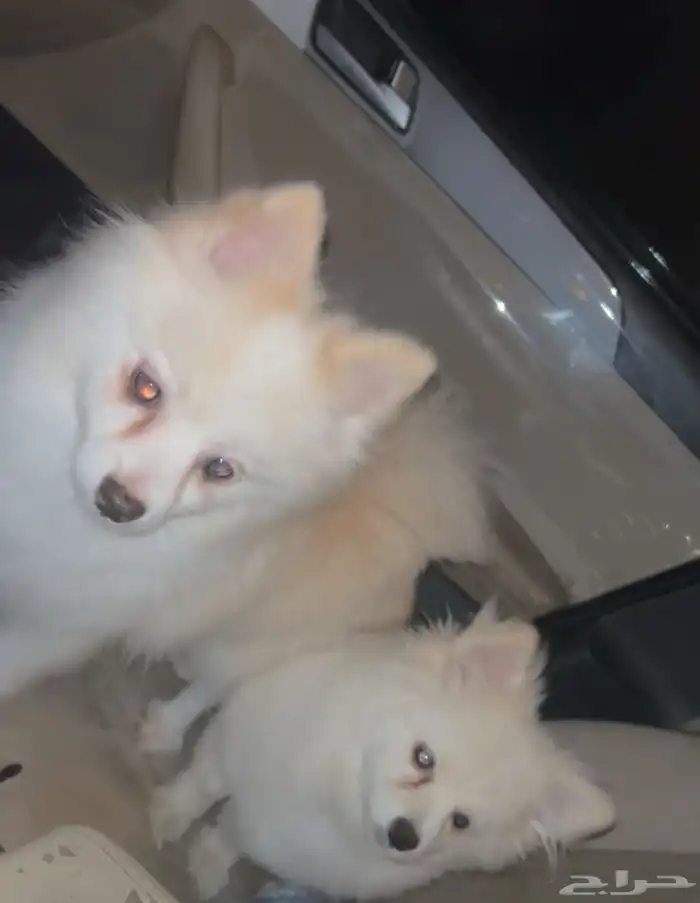 للبيع كلب بومرينيان 0