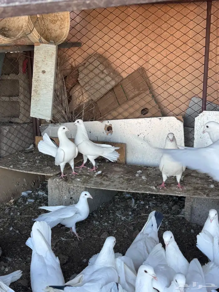 حمام نوعين هومر وهزازي 7