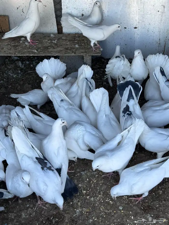 حمام نوعين هومر وهزازي 1